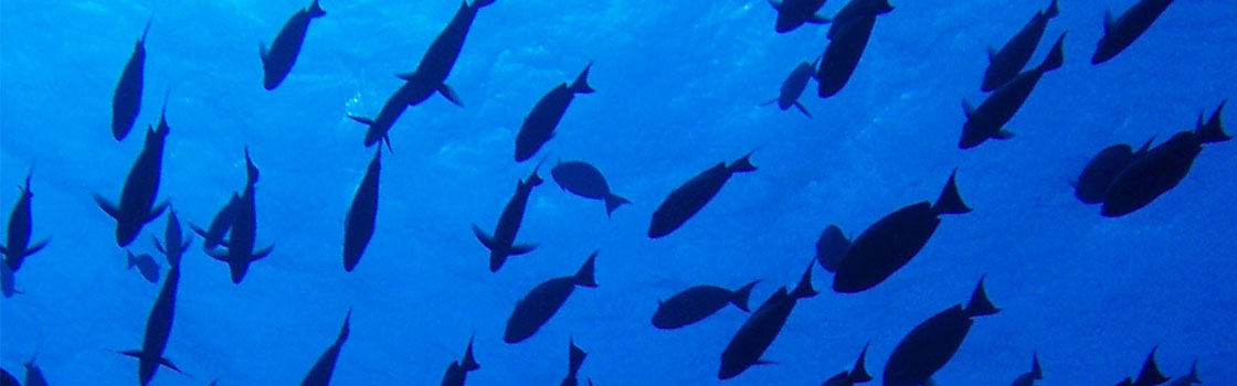 Maldives yellowfin tuna - handline
