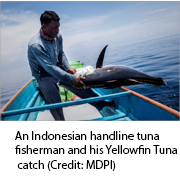 Eastern Indonesia Yellowfin Tuna - handline