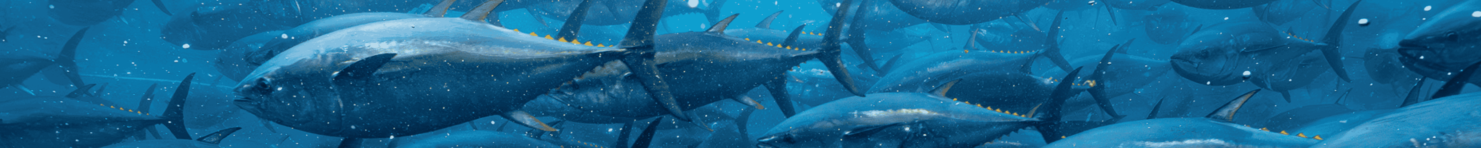 Pacific bluefin tuna