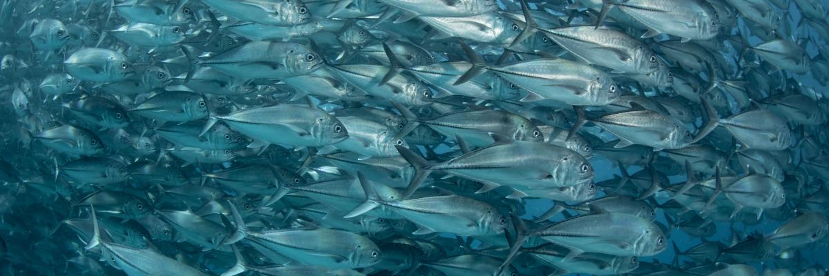 School of jacks off Mexico