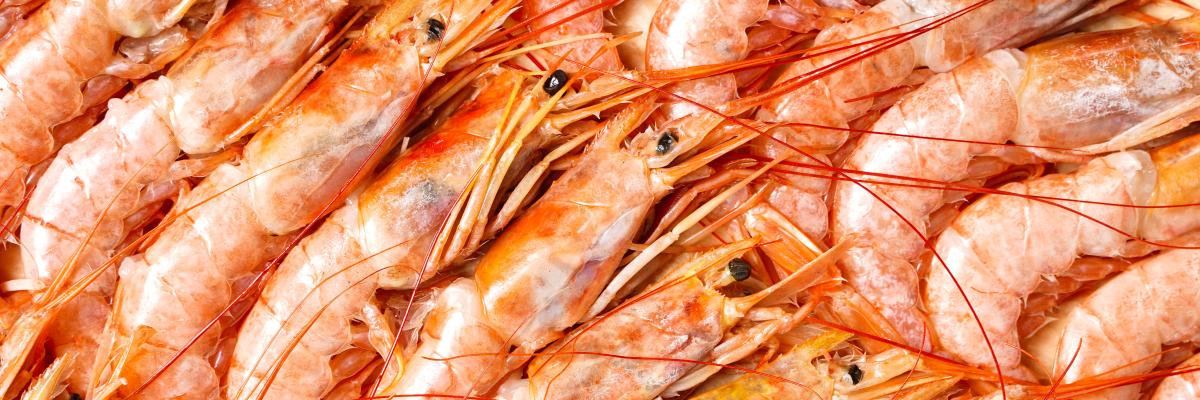 Argentina red shrimp