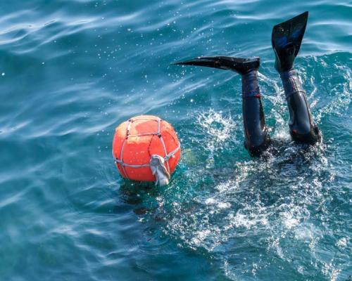A Haenyeo diving in South Korea