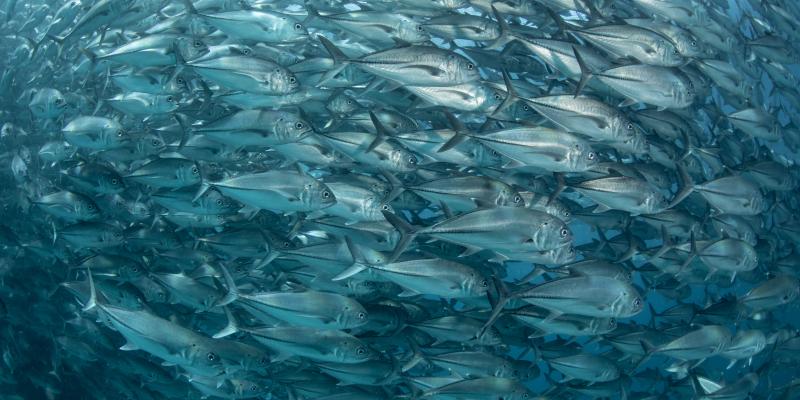 School of jacks off Mexico