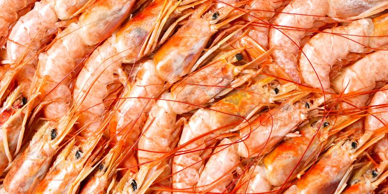 Argentina red shrimp